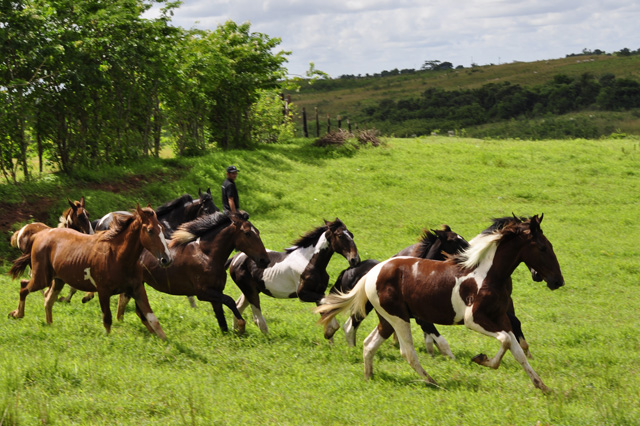Haras a Venda